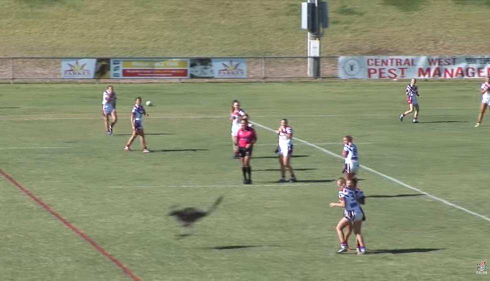 Un juego de rugby femenino fue paralizado unos segundos por la incursión repentina de un canguro. (YouTube | ViralHog)