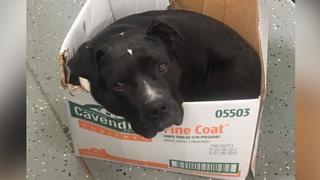 Perro rescatado de la calle se niega a dejar una caja de cartón: la razón conmovió a todos