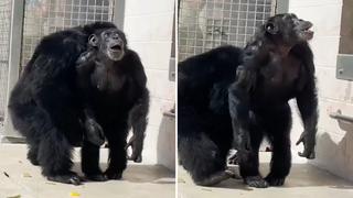 Vanilla: La chimpancé que estuvo por 28 años sin ver la luz del sol