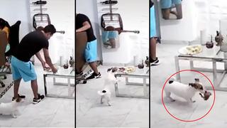 Video viral: Perro aprovecha distracción de su dueño y le roba su pollo a la brasa 