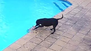 El impactante rescate de un perro a otro que se ahogaba tras caer a una piscina