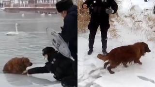 ¡Vidas que cuidan vidas! Policías salvan a un perro que cayó en un lago congelado mientras paseaba
