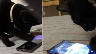 Gato sorprende a usuarios al apagar la alarma de un celular ‘para que su dueño siga durmiendo’