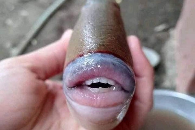 FOTO 1 DE 5 | Un extraño pez con dientes parecidos a los de un ser humano fue encontrado en Malasia. | Crédito: @raff_nasir en Twitter. (Desliza hacia la izquierda para ver más fotos)
