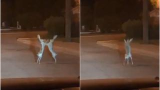 Rincón del box: dos liebres protagonizaron pelea en plena calle