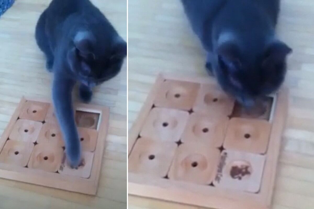 Foto 1 de 3 | El gato tuvo paciencia para resolver un sudoku. (YouTube: My Intelligent Cats)