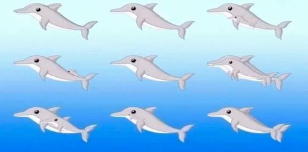 Si tienes una gran vista podrás contar todos los delfines que hay en el reto viral ‘GOD’. (Foto: Genial.Guru)