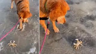 La curiosa conducta que tuvo una perrita al encontrar un cangrejo en la playa
