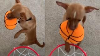 Perro que ‘juega basketball’ en casa realiza insólito movimiento para encestar