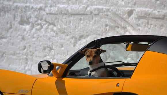 Si sueles llevar contigo a tu perrito dentro del auto, entonces estos trucos caseros para eliminar su olor te interesarán. (Foto: Pixabay)