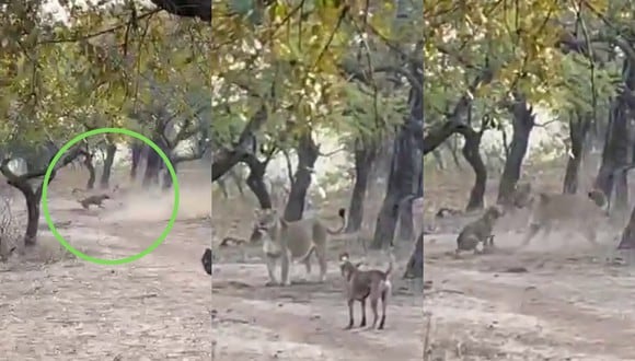 Un video viral muestra la increíble pelea entre un perro callejero y una leona en medio de un bosque. | Crédito: @ParveenKaswan / Twitter.