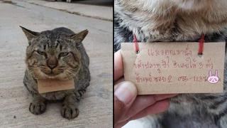 Ni su dueño lo creía en ese momento: gato desaparece varios días y vuelve a casa ‘endeudado’ por comida [FOTOS]