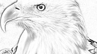Reto visual ‘PRO’: ¿eres capaz de hallar el rostro en el viral del águila en 7 segundos?