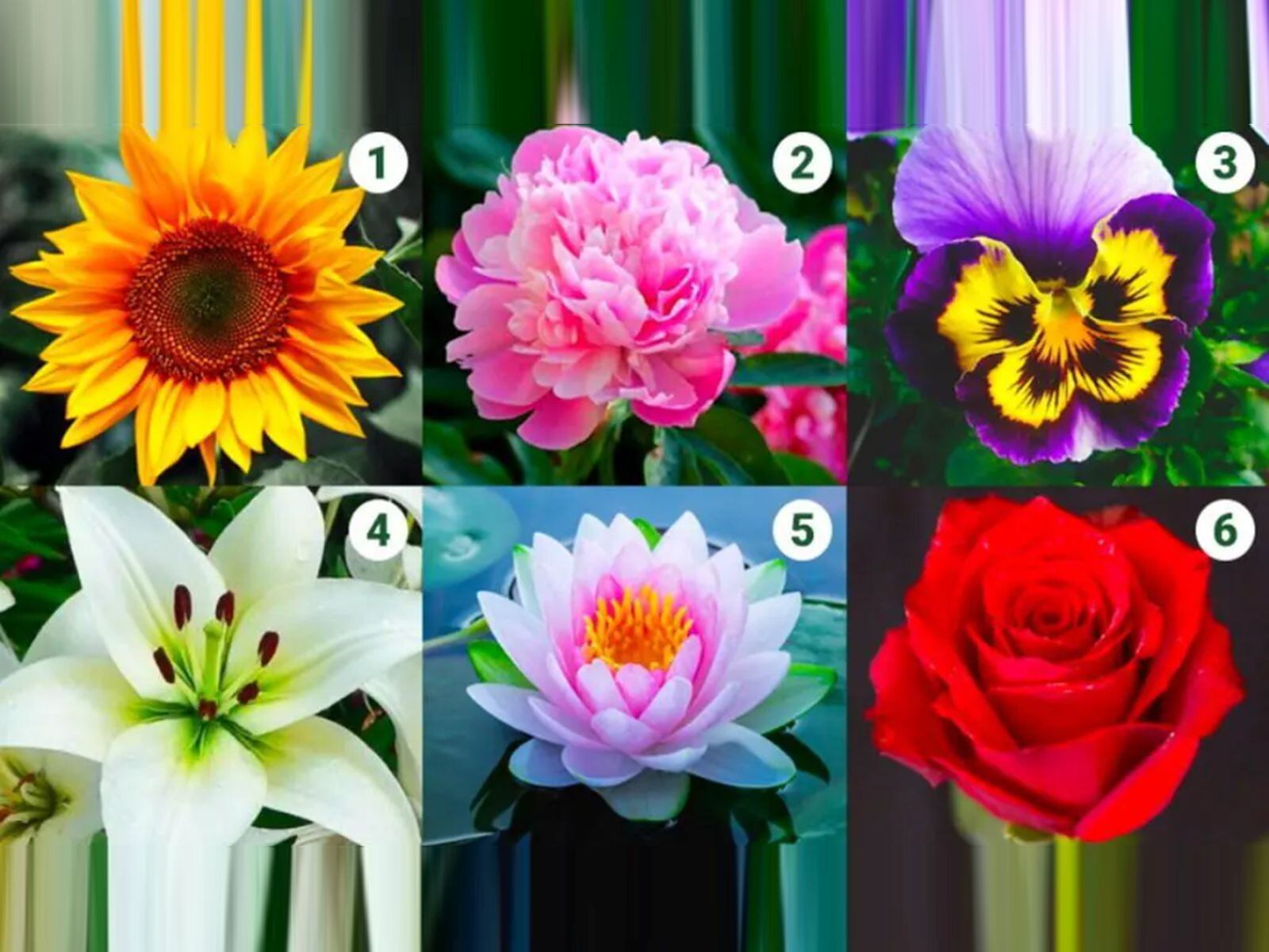 TEST VISUAL | Esta imagen te muestra seis flores distintas. Escoge una. (Foto: namastest.net)
