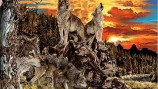 La cantidad exacta de lobos que veas es la imagen revelará tu verdadera naturaleza