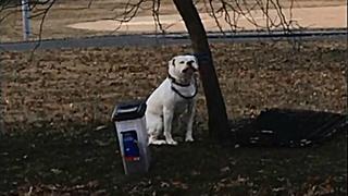 Este VIDEO VIRAL cuenta la historia de un PERRO atado a ÁRBOL con una triste nota