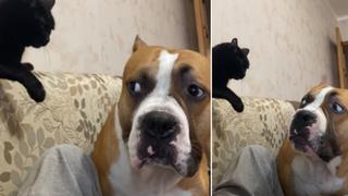 Cámara capta cómo un gato le demuestra a un perro quién manda en casa y escena impacta a usuarios