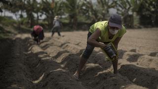 La razón por que el Día del Campesino se celebra el 24 de junio