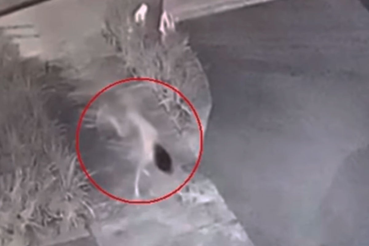 Foto 1 de 3 | El  video perturbador de una niña caminando como un perro ha generado  especulaciones en México | Desliza a la izquierda para  más fotos | (Foto: Canal66/Youtube)