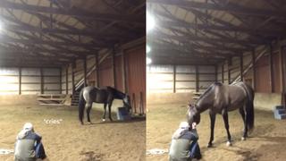 La emotiva reacción de un caballo al ver a su dueña “llorando” impactó a millones en las redes sociales