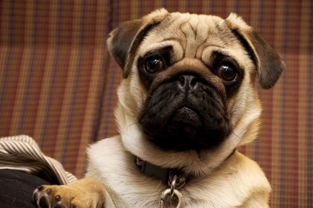 El perro de raza pug es el favorito de muchas personas en el mundo. (Pixabay)