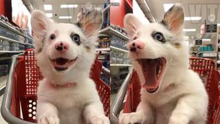 Así fue la reacción de una perrita que conoció por primera vez el supermercado