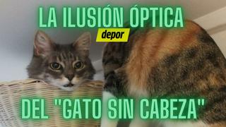 La ilusión óptica del “gato sin cabeza”, el reto viral que desconcierta a las redes sociales