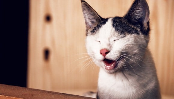 Un video viral muestra cómo un gatito es capaz de reírse como si fuera un humano. | Crédito: Pexels / Referencial