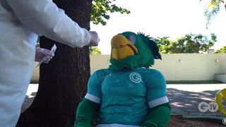 Hasta para la mascota: Goias realizó exámenes de descarte de coronavirus antes del retorno a los entrenamientos [VIDEO]