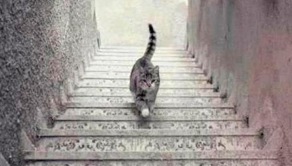Facebook: ​¿El gato sube o baja las escaleras? 