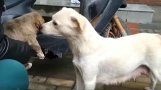 Un perro se despidió así de su cachorro que acababa de ser adoptado