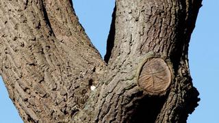 Reto viral nivel infinito: ¿puedes hallar el búho ubicado en este tronco de árbol?