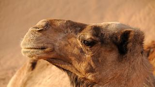 Camello atravesó 100 kilómetros de desierto para volver a la casa del dueño que lo vendió