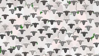 Súmate a este desafío visual: encuentra la cabra entre las ovejas en reto que tiene locos a todos [FOTOS]