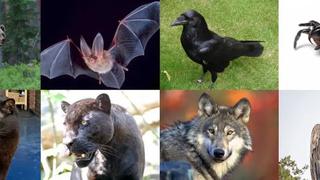 Conoce con este test de personalidad tu lado ‘dark’ al escoger un animal sin dudar