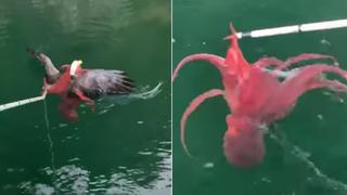 Águila queda atrapada en de un pulpo gigante y el video es toda una tendencia