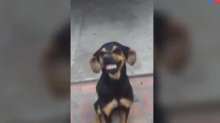 El viral del día: perra sonríe tras ser regañada por travesura y se vuelve tendencia [VIDEO]