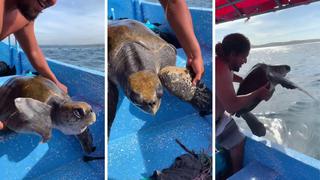 Surfistas son felicitados por miles de usuarios tras ayudar a una tortuga en medio del mar