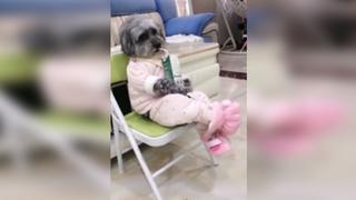 Perro es fenómeno viral al comportarse como un humano y sorprende a miles en redes