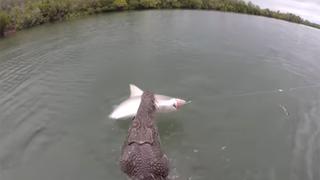 Pescador logra atrapar a un tiburón, pero un enorme cocodrilo lo sorprendió