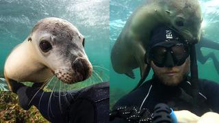 Buzo se graba en modo selfie con lobo marino que quiso “comerse” su cabeza