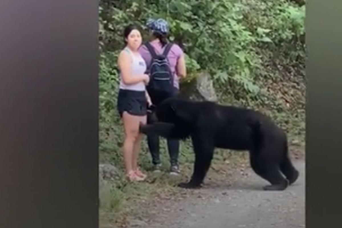 VIDEO VIRAL 2020, YouTube hoy: oso negro se 'enamoró' a primera vista de  una joven mexicana e imágenes ya dan la vuelta al mundo | FOTOS | VIDEO |  Tendencia | Animales