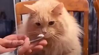 Gato prueba helado por primera vez en su vida y su reacción es oro puro