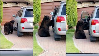 ‘Yogui’ es viral: oso abre puerta de auto y lo que hace remece las redes sociales [VIDEO]