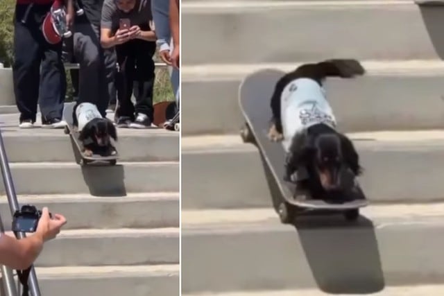 Foto 1 de 5 | Un perro ha causado furor en redes sociales por su habilidad con el skate. (Facebook: Leeh Souza)