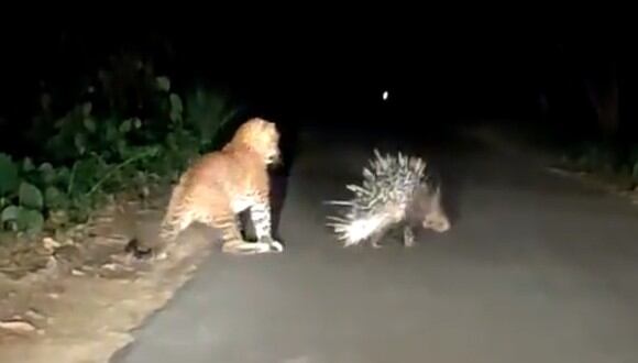El leopardo quiso devorar al puercoespín, pero este reaccionó de inmediato y lo ahuyentó. (Foto: @rameshpandeyifs / Twitter)