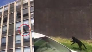 El increíble momento en que un gato salta del quinto piso de un edificio en llamas