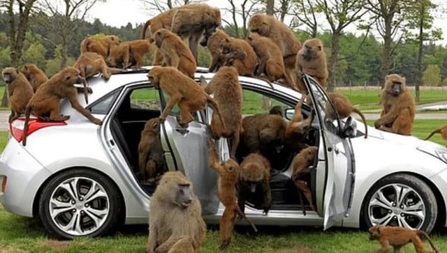 Monos armados con cuchillos causaron destrozos en un parque inglés. (Fotos: Solent News)