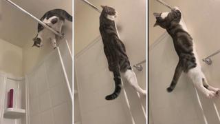 Viral: Travieso gato ‘pierde una vida’ al caer desde la barra de cortina de baño