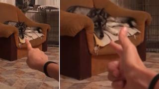 Mira la curiosa reacción de un perro cuando su dueño le ‘dispara’ con un dedo